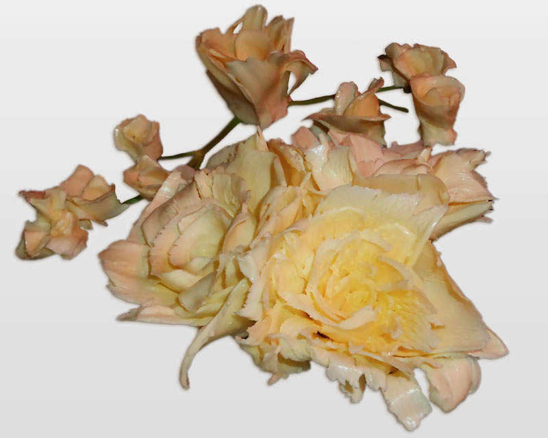 Das besondere Highlight für einen besonderen Anlass - STRACOS Butterrose Highlight Butterrose